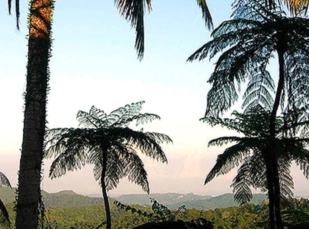 El Hotelito At The Rainforest Experience Farm Fajardo Eksteriør billede